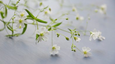 Seznamte se s bakopou, převislou rostlinou s bílými květy